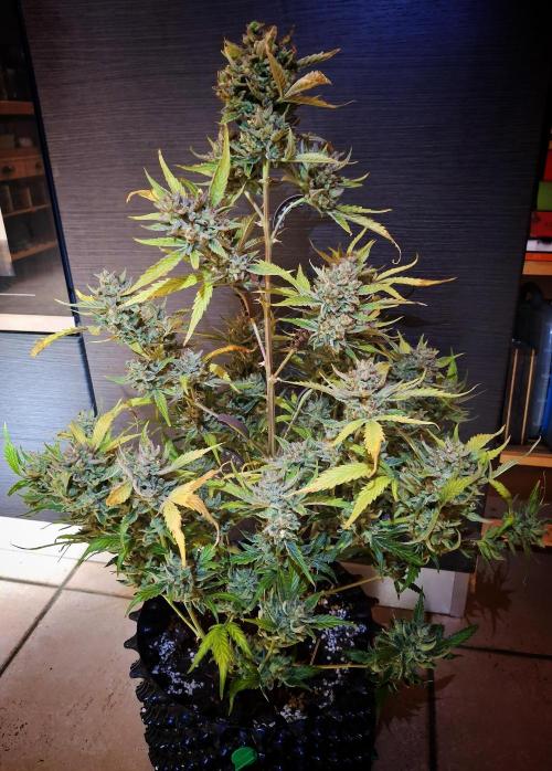 Sticky Orange XXL - Sensi Seeds. Week 11