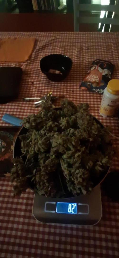Sticky Orange XXL - Sensi Seeds