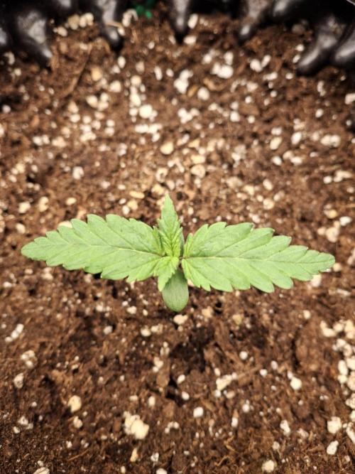 Super Boof XL Auto. Week 0