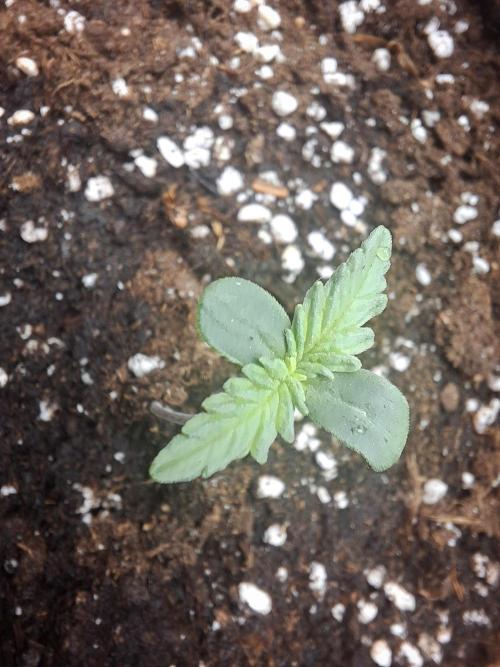 Super Boof XL Auto. Week 0