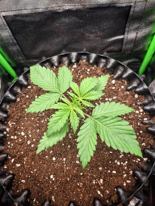 Super Boof XL Auto. Week 1