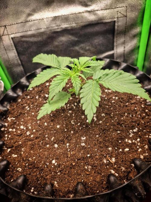 Super Boof XL Auto. Week 1