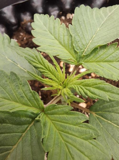 Super Boof XL Auto. Week 1