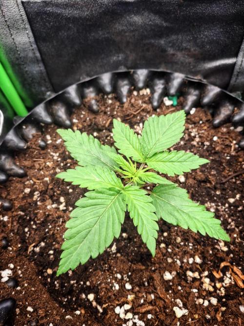 Super Boof XL Auto. Week 1