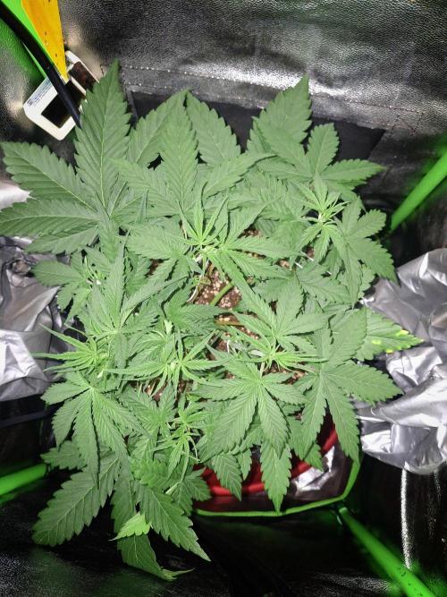 Super Boof XL Auto. Week 2