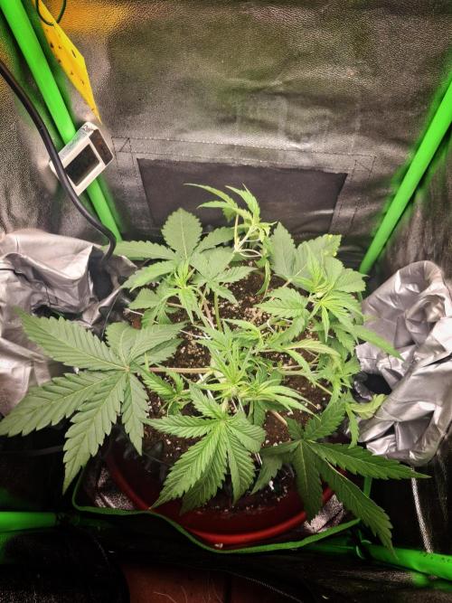 Super Boof XL Auto. Week 2