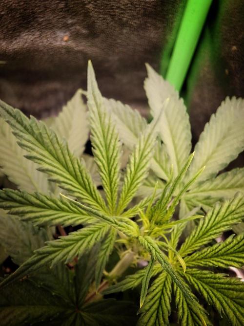 Super Boof XL Auto. Week 3