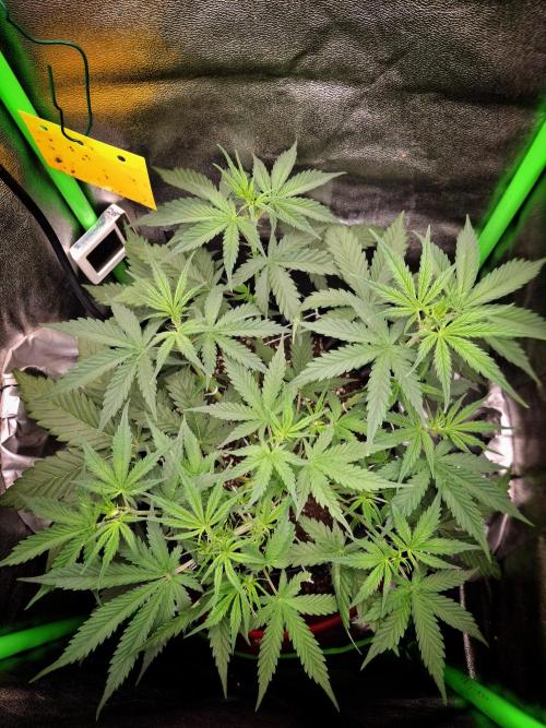 Super Boof XL Auto. Week 3