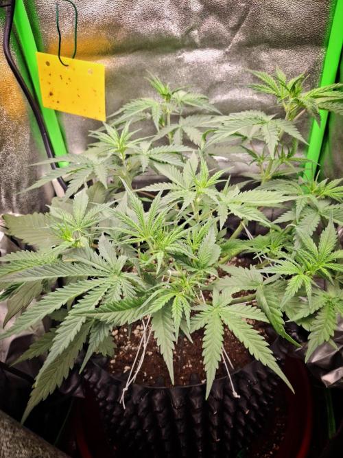 Super Boof XL Auto. Week 3