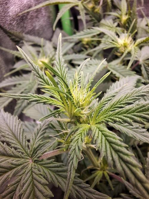 Super Boof XL Auto. Week 4