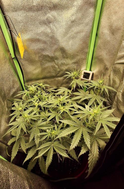 Super Boof XL Auto. Week 4