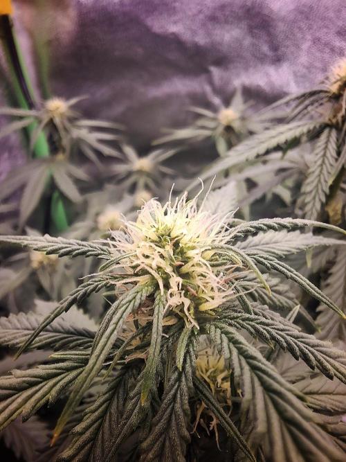 Super Boof XL Auto. Week 5