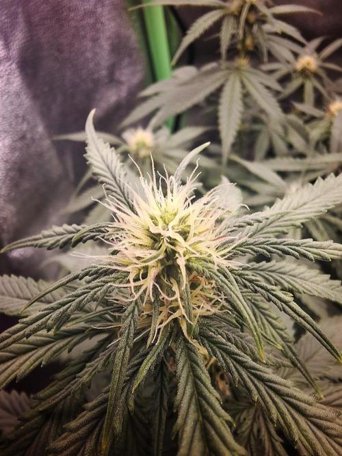 Super Boof XL Auto. Week 5