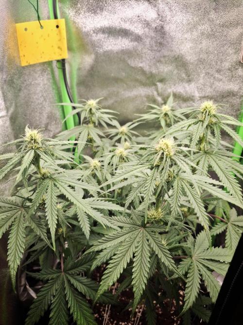 Super Boof XL Auto. Week 5