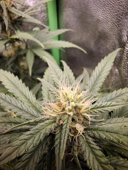 Super Boof XL Auto. Week 6