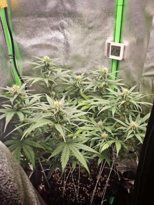 Super Boof XL Auto. Week 6