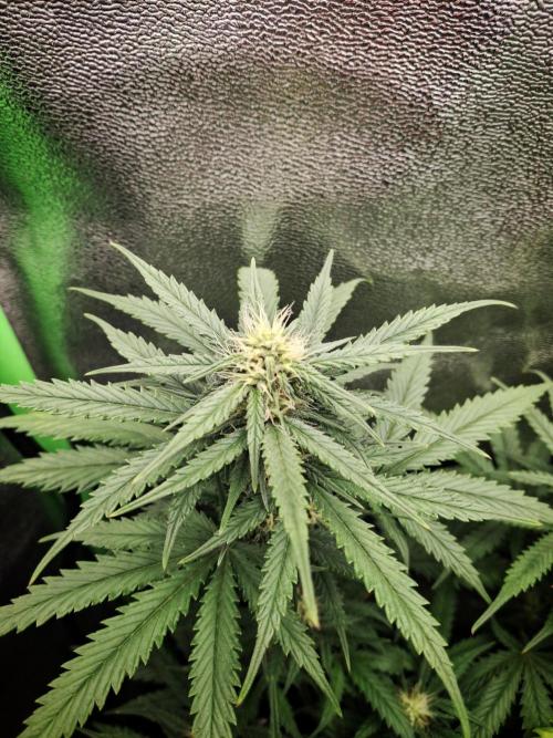 Super Boof XL Auto. Week 6