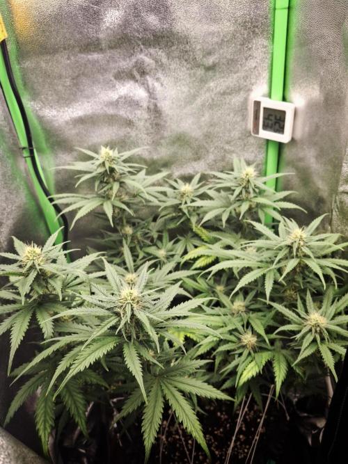 Super Boof XL Auto. Week 6