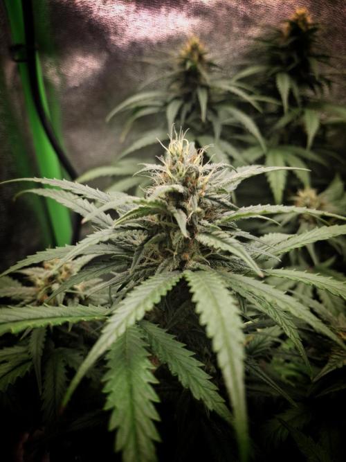 Super Boof XL Auto. Week 7
