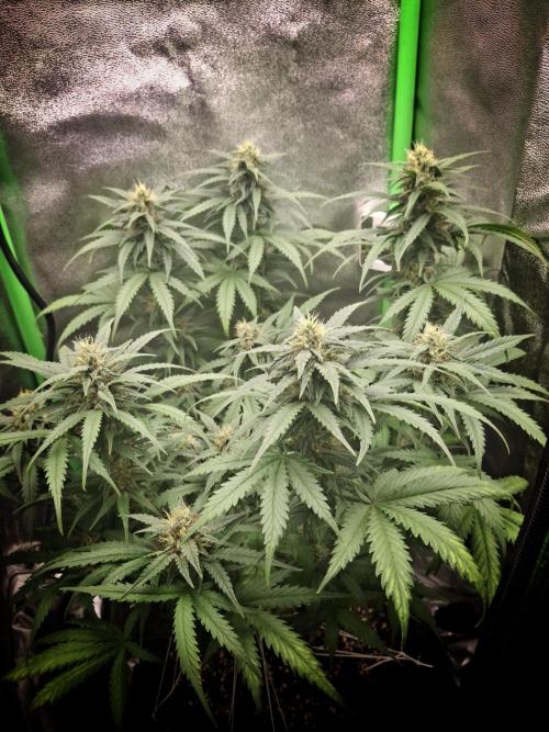 Super Boof XL Auto. Week 7