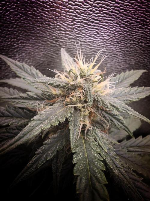 Super Boof XL Auto. Week 7