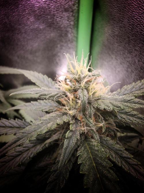 Super Boof XL Auto. Week 7