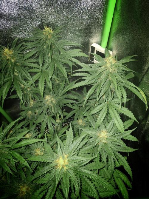 Super Boof XL Auto. Week 7