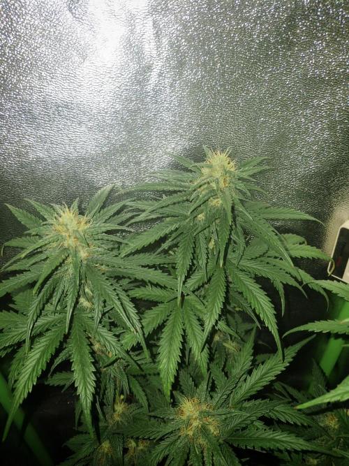Super Boof XL Auto. Week 7