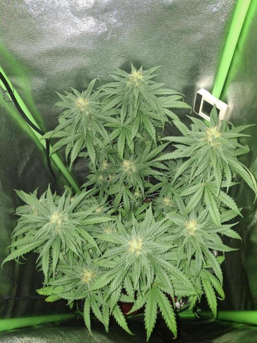 Super Boof XL Auto. Week 7