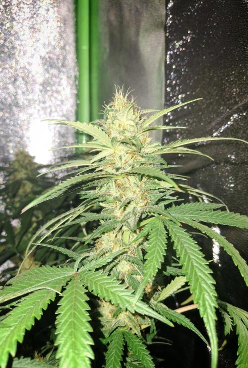 Super Boof XL Auto. Week 8