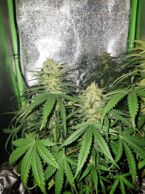 Super Boof XL Auto. Week 8