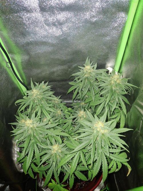 Super Boof XL Auto. Week 8