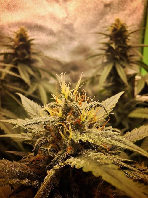Super Boof XL Auto. Week 8