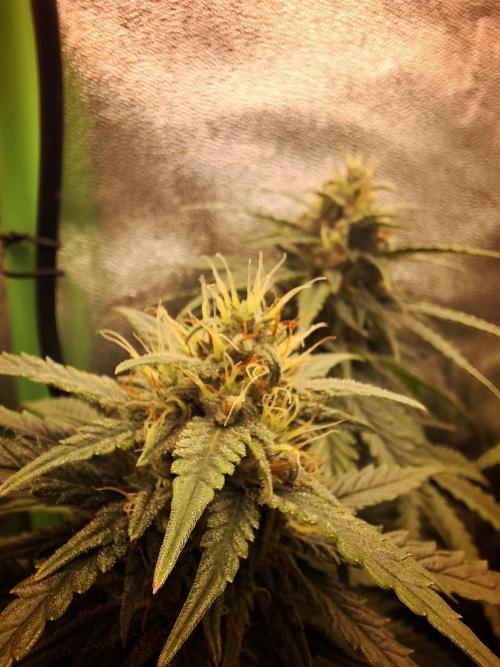 Super Boof XL Auto. Week 8