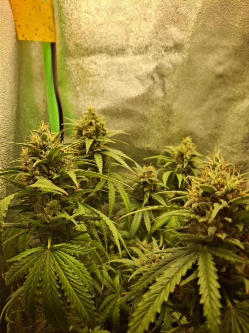 Super Boof XL Auto. Week 9