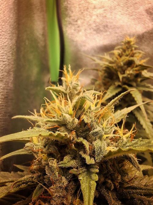Super Boof XL Auto. Week 9