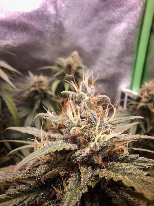 Super Boof XL Auto. Week 9