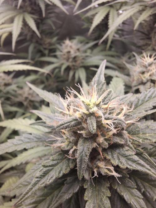 Super Boof XL Auto. Week 9