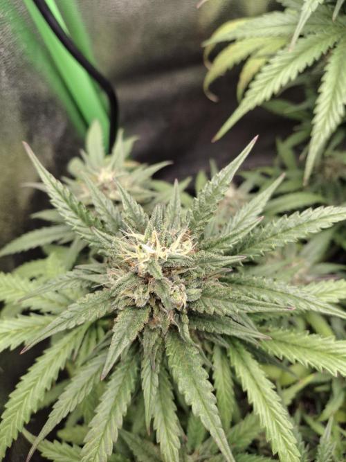 Super Boof XL Auto. Week 9