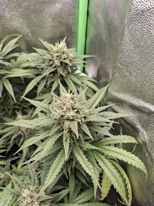 Super Boof XL Auto. Week 9