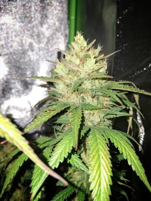 Super Boof XL Auto. Week 10