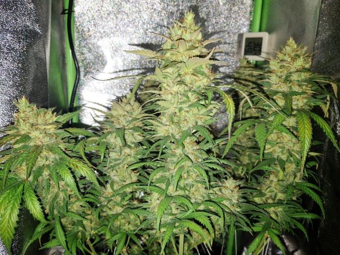 Super Boof XL Auto. Week 10