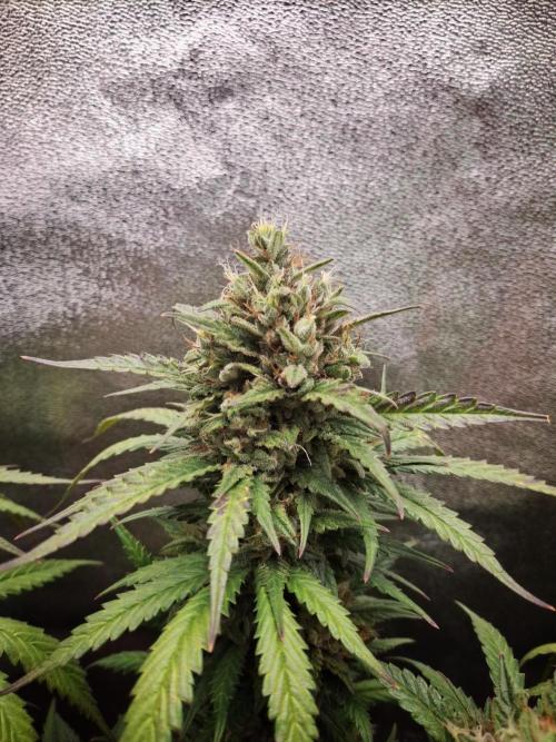 Super Boof XL Auto. Week 10
