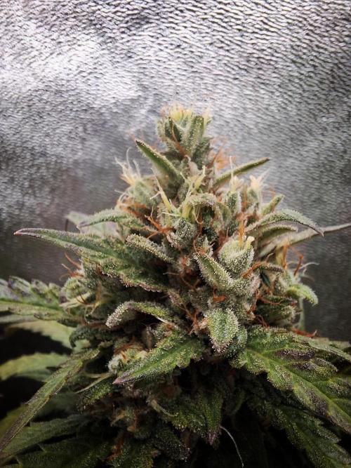 Super Boof XL Auto. Week 10