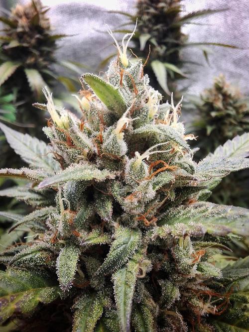 Super Boof XL Auto. Week 10