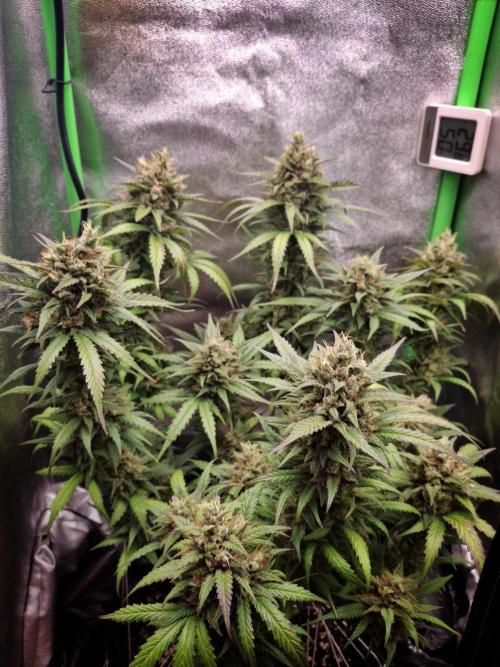 Super Boof XL Auto. Week 10