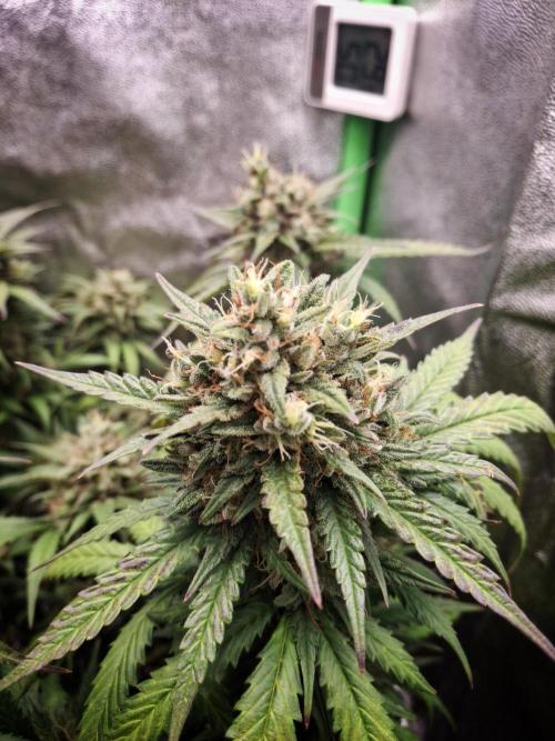 Super Boof XL Auto. Week 10