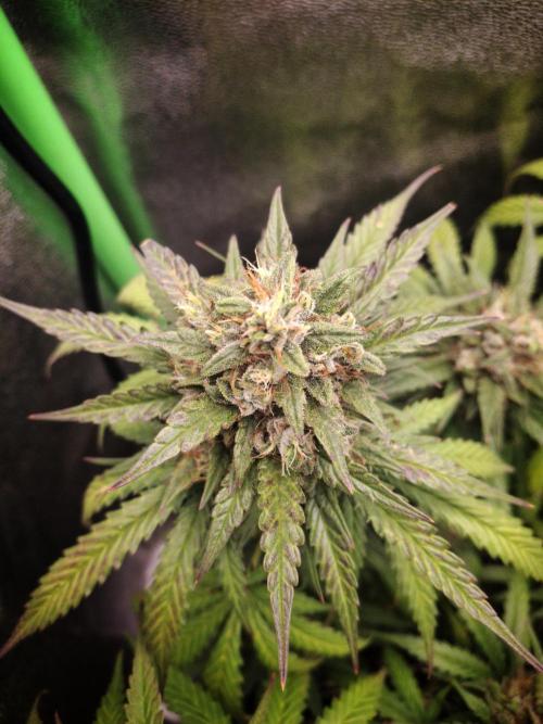 Super Boof XL Auto. Week 10