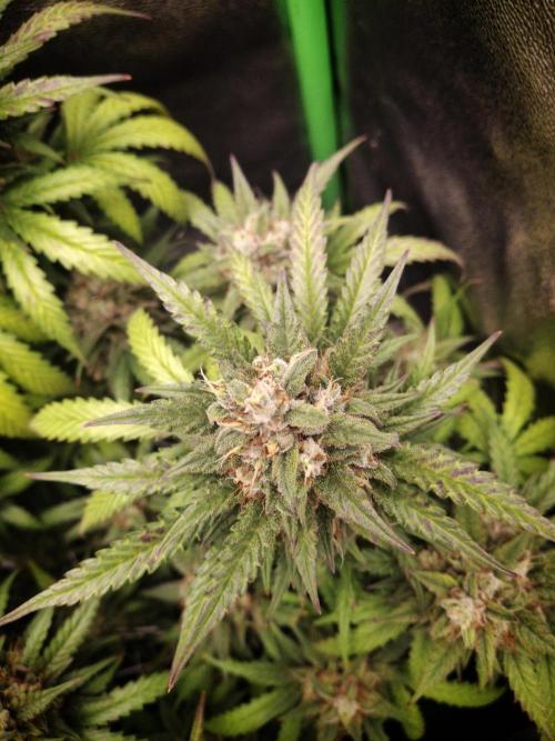 Super Boof XL Auto. Week 10