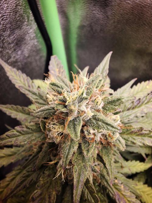 Super Boof XL Auto. Week 10